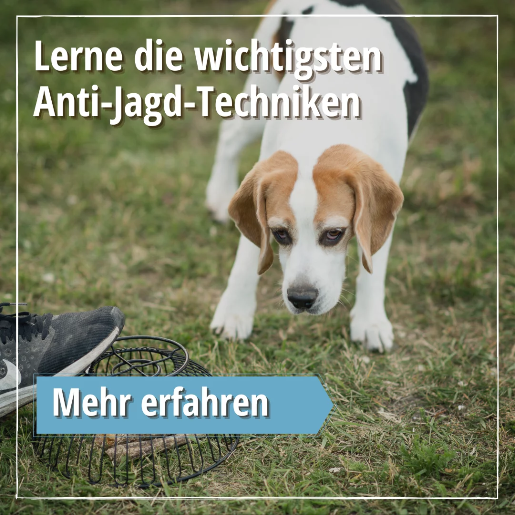 Hundetraining Anti-Jagd-Techniken