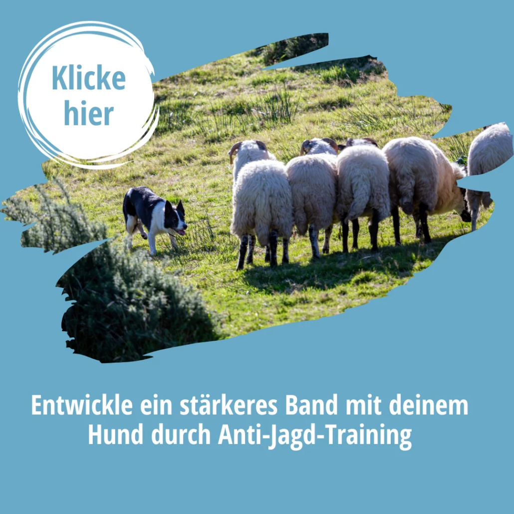 Hundetraining Anti-Jagd-Training