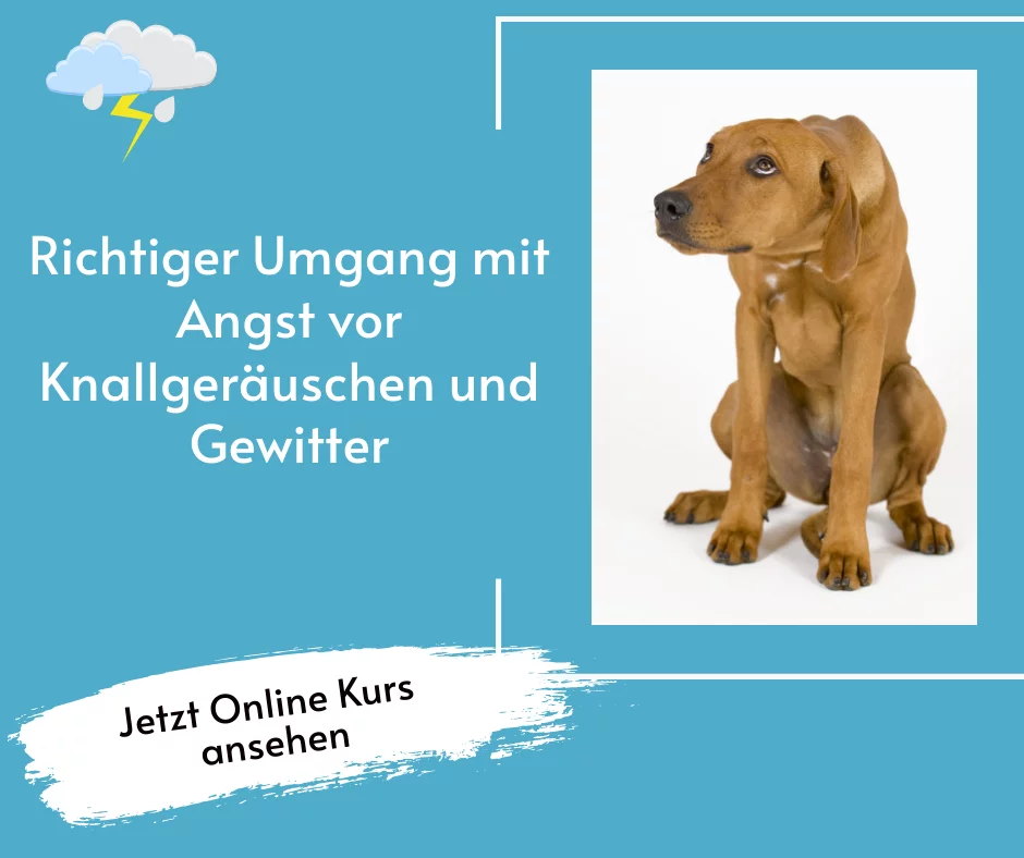 Hundetraining Geräuschangst