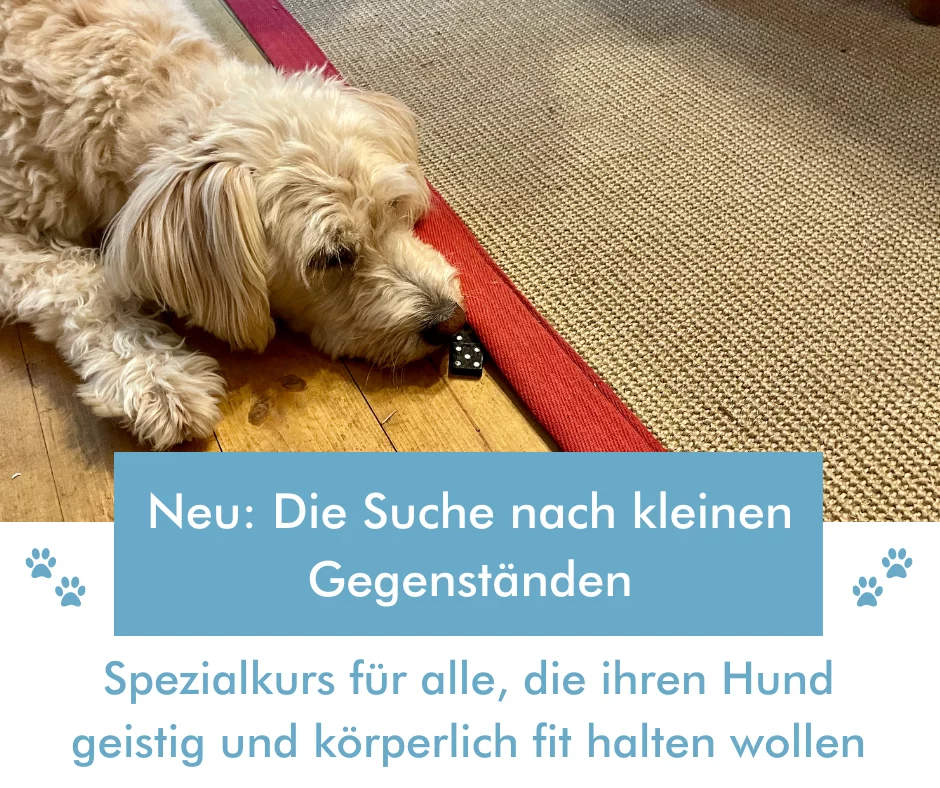 Hundetraining Nasenarbeit