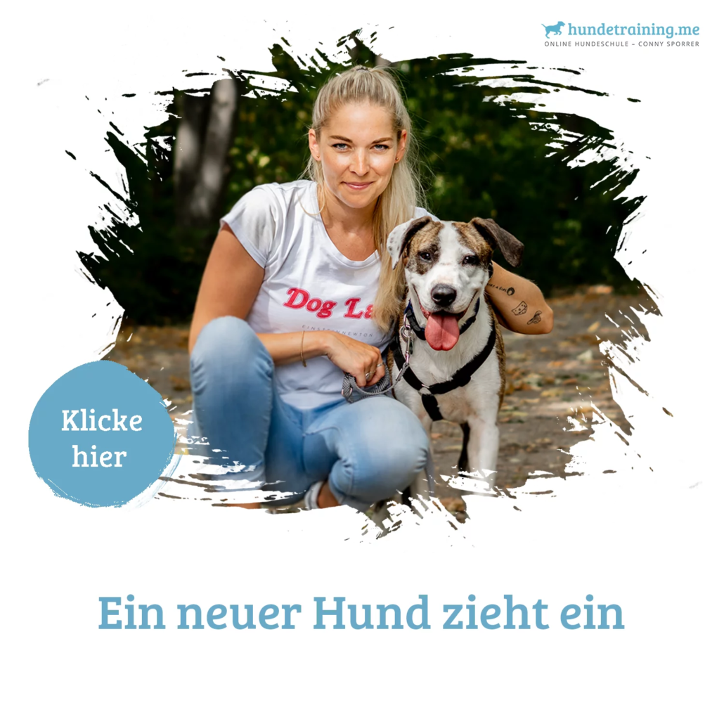 Hundetraining Neuer Hund