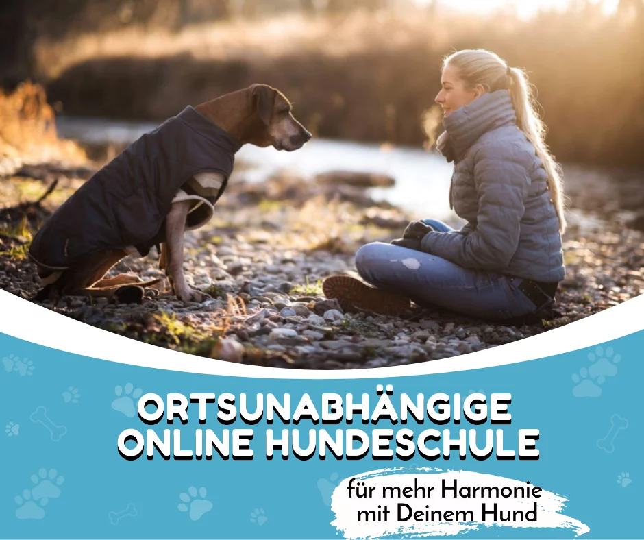 Hundetraining Online Hundeschule