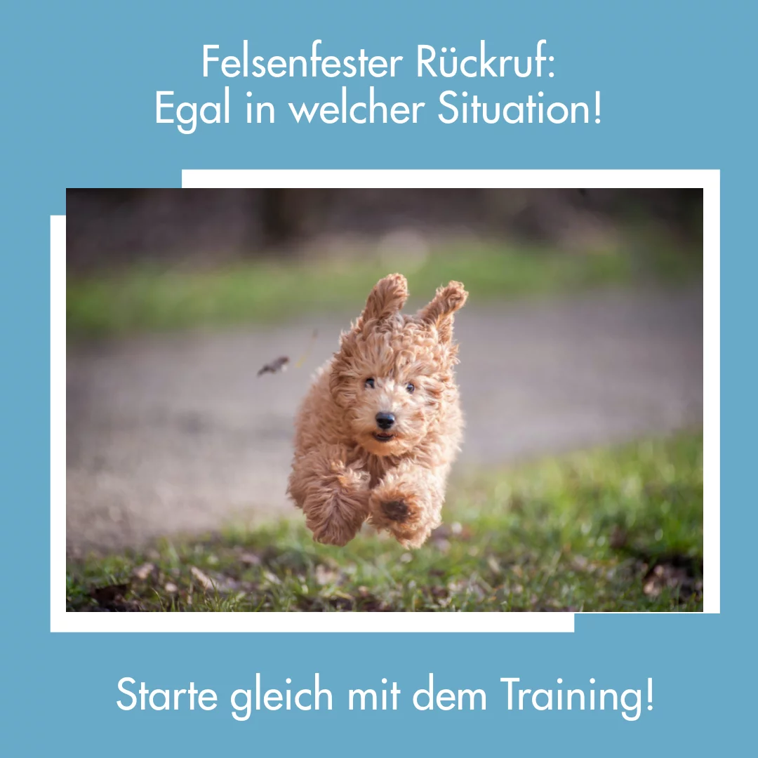 Hundetraining Rückruf